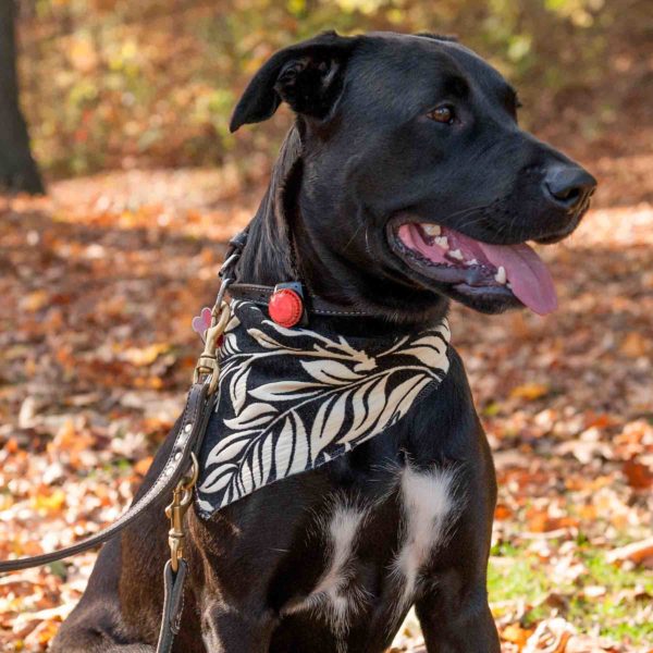 Adventure Lights Guardian LED Dog Light